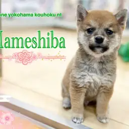 【 豆柴 】圧巻の美しい顔立ちの豆柴プリンスがNT店にやって来た！