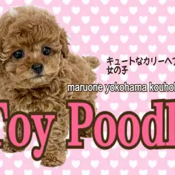 【 トイ・プードル 】モフ感最高のテディプーちゃん