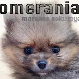 【 ポメラニアン 】手の平に乗っちゃう小ささ!オレンジセーブルポメ!