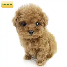 トイ・プードル