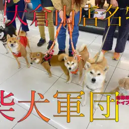【 大倉山名物 】イメージが変わる?!フレンドリーな柴犬達がたくさん!