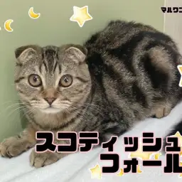 【 スコティッシュフォールド 】スタッフM激押し!のんびりマイペースくんです!