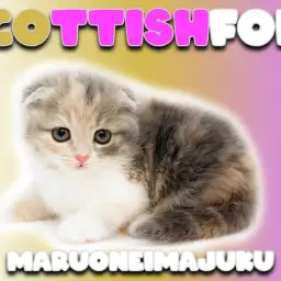【 スコティッシュフォールド 】希少!ダイリュートキャリコの垂れ耳・丸顔な女の子
