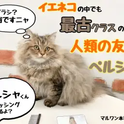 【 ホンハネライフ 】最古で最高のパートナーキャット