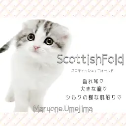 【 スコティッシュフォールド 】人気の垂れ耳!丸顔が可愛いシルバータビーの女の子