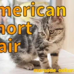 【 アメショ 】美しいシルバーのクラシックタビーとクレオパトラライン!