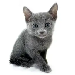 ロシアンブルー