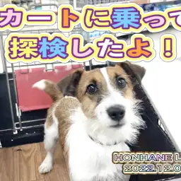 【 トレーニング 】カートに乗って探検したら楽しかったよ！ジャックちゃんの巻