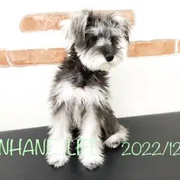 【 ホンハネライフ 】お手入れも本当に上手なんだワン!ミニチュアシュナウザーの巻