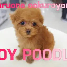 【 トイ・プードル 】小さめ・女の子・レッドカラー人気高いトイプー!