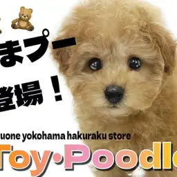 【 トイ・プードル 】小さめサイズのテディベア系わんこ!くまプーの可愛さをお届け