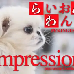 【 ペキニーズ 女の子 】白いライオンドッグ登場！鼻ぺちゃが可愛すぎる！