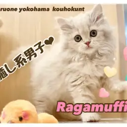【 ラガマフィン 】これぞ猫のテディベア!ふんわり可愛い系大型猫にゃん