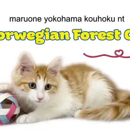 【 ノルウェージャンフォレストキャット 】甘えん坊ノルくんの生後4ヶ月