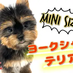【 ヨークシャーテリア 】よちよち歩きが最高に可愛い!超短足ヨーキーちゃん!