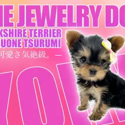 【ヨークシャテリア】小さめ!つぶらな瞳、艶やかな被毛のヨーキーちゃん!