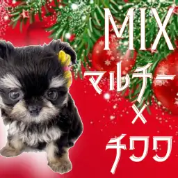 【 マルチワ 】ブラタン・ドワーフ・フレンドリーなスペシャルMIX!