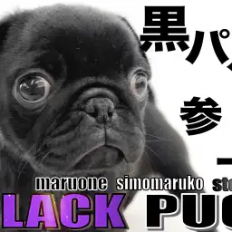 【 パグ 】鼻ぺちゃの沼にハマる人続出？！魅惑の黒パグ参上！