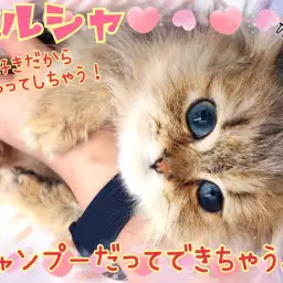 【 ペルシャ 】天才キャット現る!お手入れ完璧!シャンプーも出来ちゃうもんね!