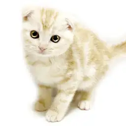 スコティッシュフォールド