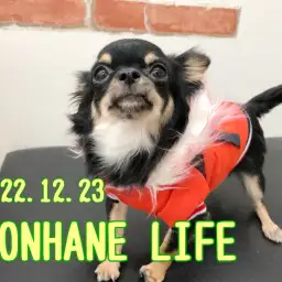 【 ホンハネライフ 】小さくて可愛い本羽田店の今日のチワワちゃん!