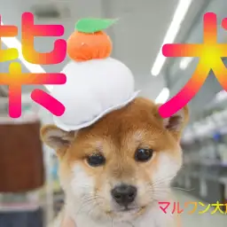 【 柴犬 】幸せをお届け!天使の羽根が生えた丸顔赤柴ちゃん!!