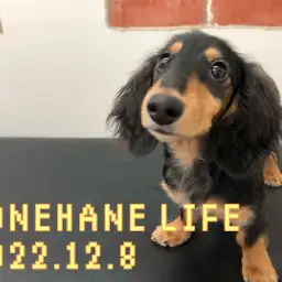 【 ホンハネライフ 】ミニチュア・ダックスフントのいつもの朝の計測!