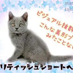 【 ブリテッシュショートヘア 】キリっとした美形にゃんこ!甘えんぼな性格に胸キュン!