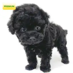 トイ・プードル