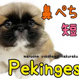 【 ペキニーズ 】マイペースさがウリ!安心のむっちり体型はまるで饅頭!?