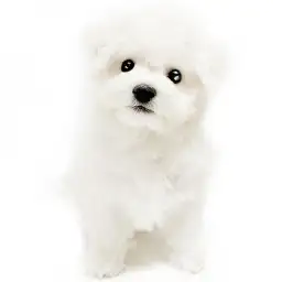 ビションフリーゼ