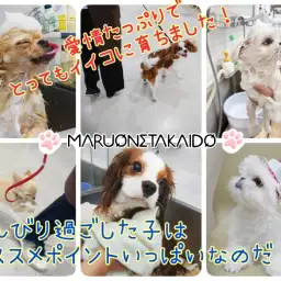 【 パピートレーニングって大事! 】のんびり育っている子達のメリット教えます!