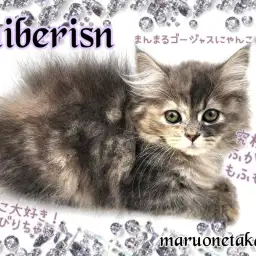 【 サイベリアン 】大注目の低アレルゲンキャット!のんびりマイペースな甘えん坊!