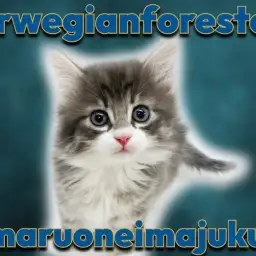 【 ノルウェージャン 】白い靴下を履いたブルータビーが美しい究極の美猫登場!