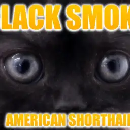 【 アメリカンショートヘア 】パパはCFAチャンピオンの良血統!超珍しい黒虎アメショ!