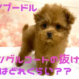 【 トイプードル 】シングルコートの抜け毛の量はどれくらい??