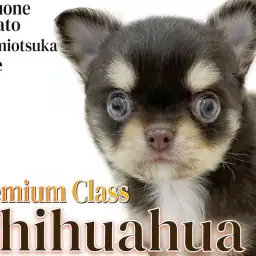 【 チワワ 】小さめサイズのチョコタン色！JKC王者を父にもつプレミアムワンコ！