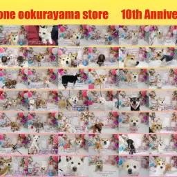 【 10周年 】59頭の卒業生で大倉山店10歳のバースデーパーティー!