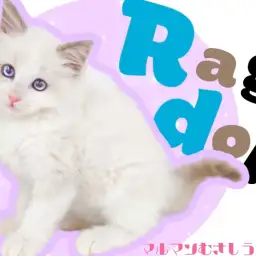 【 ラグドール 】まさにぬいぐるみ！抱っこ大好きハチワレラグドールの男の子