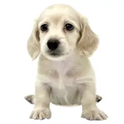 カニンヘン・ダックスフント