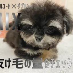 【 マルチワ 】シングルコート×ダブルコートのMIXの抜け毛の量をチェック!
