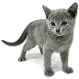 ロシアンブルー