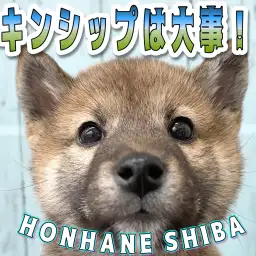 【 柴犬 生後77日目 】いっぱい触ると良いこといっぱい！クマ顔柴犬ちゃん