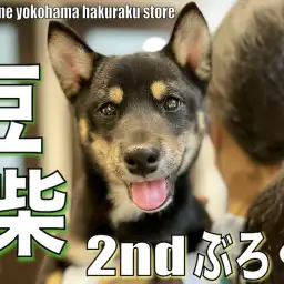 【 豆柴 】生後5ヵ月半で3.8kg!小柄でも元気いっぱい豆柴くんの2ndブログ