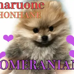 【 ポメラニアン 】生後82日目の爆毛成長記録！超たぬきに進化！