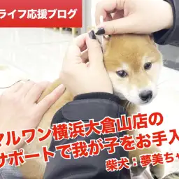 【 柴犬との暮らし 】マルワン横浜大倉山店のサポートで我が子をお手入れ!