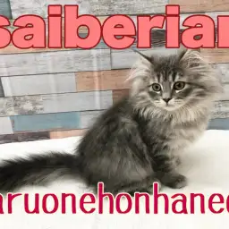 【 サイベリアン 】生後4ヶ月経過で超絶ゴージャスレディに進化してしまった！