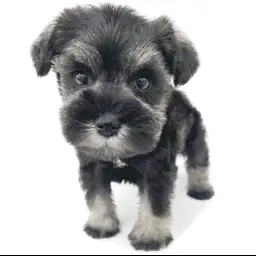 ミニチュア・シュナウザー