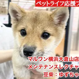 【 豆柴との暮らし 】初心者必見!初期のお手入れは二人一組がオススメ!