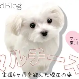【 マルチーズ 】小さめサイズの純白プリンセス！生後4ヶ月を迎えた現在の姿